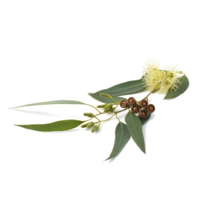 Arôme Eucalyptus