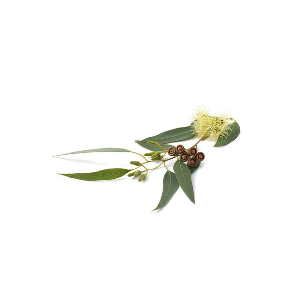 Arôme Eucalyptus