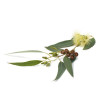 Arôme Eucalyptus