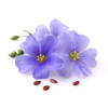 Arôme Violette