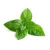 Arôme Menthe verte